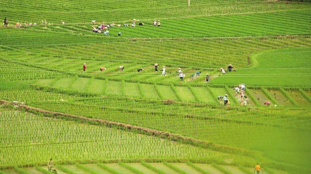 持续提升耕地质量 保障国家粮食安全，吉林省全面推行“田长制”